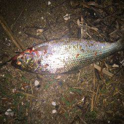 コノシロ釣行(笑)